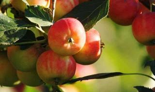 很小的类似于苹果的水果叫撒 沙果是什么水果